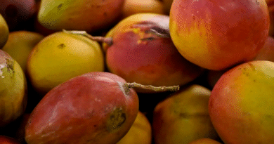 Abrafrutas apoia plano e pede atenção a pequenos produtores