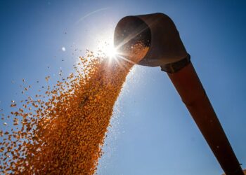 Conab estima produção de grãos em 315,8 milhões de toneladas