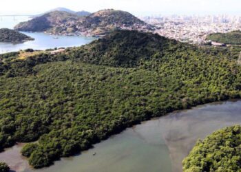 ​Dia Mundial de Proteção aos Manguezais Vila  Velha valoriza seus tesouros naturais