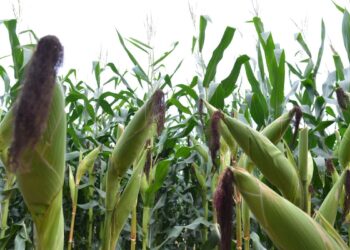 Agronegócio registra superávit e impulsiona exportações no primeiro semestre de 2023