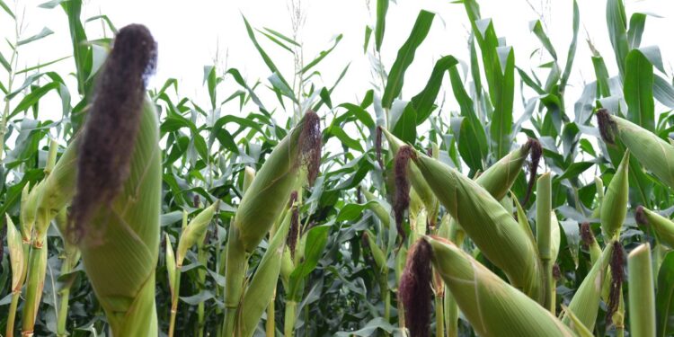 Agronegócio registra superávit e impulsiona exportações no primeiro semestre de 2023