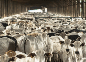 Preço do boi gordo inicia a quinta-feira (16) com uma leve queda de 0,07%