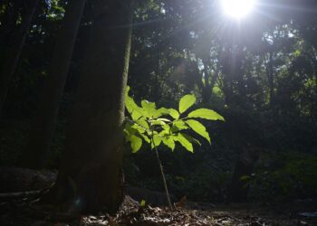 Concessão florestal concilia conservação e desenvolvimento, diz especialista
