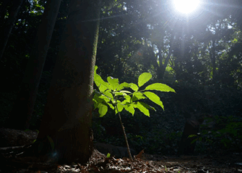 Mercado de carbono contribui com as metas do Brasil no acordo de Paris