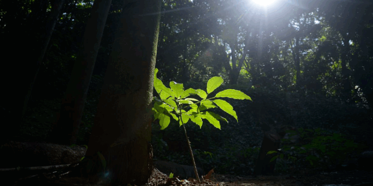 Mercado de carbono contribui com as metas do Brasil no acordo de Paris