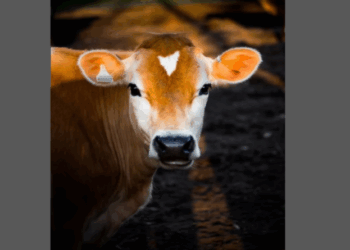 Suplementação de fósforo desafia a agropecuária brasileira