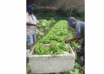 Incaper no PNAE: Mais de 30 alimentos orgânicos farão parte de merendas escolares em Nova Venécia