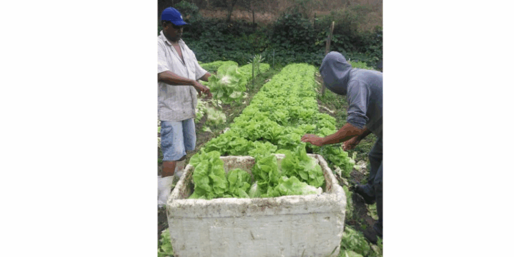 Incaper no PNAE: Mais de 30 alimentos orgânicos farão parte de merendas escolares em Nova Venécia