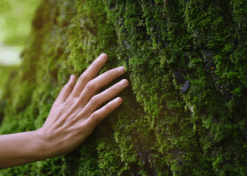 Nova regulamentação europeia vetará importações de produtos não sustentáveis