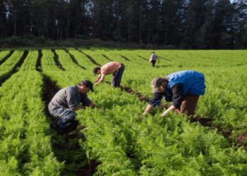 Agro gerou mais de 359,6 mil empregos formalizados no setor