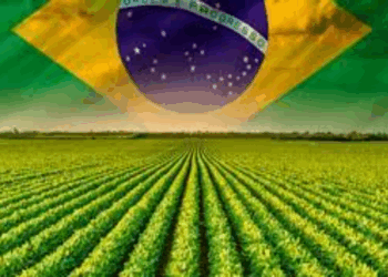 CNA Prevê Aumento De 2,5% Do PIB Do Agronegócio No Brasil