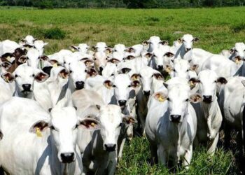 Boi gordo registra alta no preço nesta terça-feira (04)