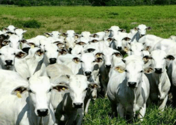 Boi gordo registra alta no preço nesta quinta-feira (13)