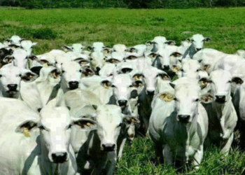 Boi gordo registra alta no preço nesta quinta-feira (3)