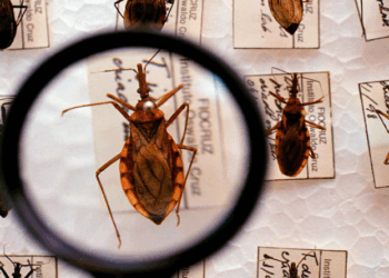 DOENÇA DE CHAGAS: Brasil contabiliza cerca de 4.500 mortes por ano