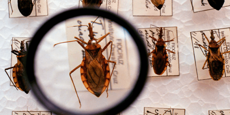 DOENÇA DE CHAGAS: Brasil contabiliza cerca de 4.500 mortes por ano