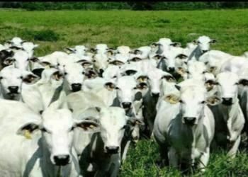 Boi gordo registra queda no preço nesta segunda-feira (24)