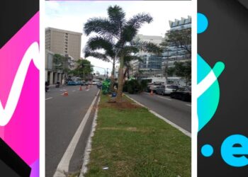 Avenida Reta da Penha – Vitória, ganha arborização com o plantio de 48 palmeiras
