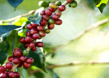 Exportações brasileiras de café mantêm ritmo mais fraco em 2023