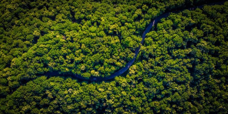 Mercado de crédito de carbono pode movimentar US$ 50 bi até 2030, diz estudo