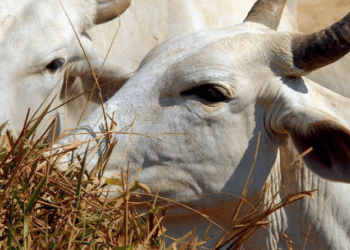 Começa vacinação contra febre aftosa, que deve imunizar cerca de 73 milhões de bovinos e bubalinos