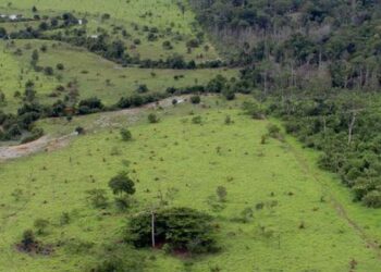 BB aceitará crédito de carbono em leilão de imóveis rurais