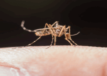 Sesa divulga alerta epidemiológico contra a dengue aos profissionais da saúde