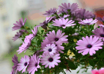 Março Lilás chama atenção para prevenção do câncer de colo de útero