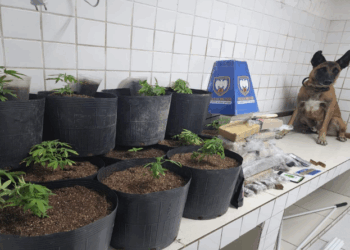 Pés de maconha e mais de 600 pinos de cocaína são apreendidos na Serra