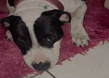 Homem mata cadela de vizinho a facadas em Vitória