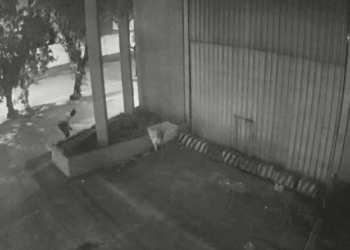 Ladrões invadem loja de ferramentas e dão prejuízo de R$ 30 mil