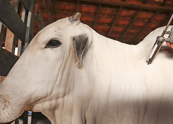 Febre aftosa: 1ª etapa da campanha de vacinação começa nesta segunda
