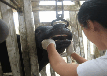 Saúde Animal: com suspensão da vacinação contra aftosa, Idaf reforça vigilância clínica