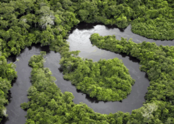 Preservar selva amazônica permite economizar US$ 2 bi em gastos com saúde, diz estudo