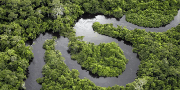 Preservar selva amazônica permite economizar US$ 2 bi em gastos com saúde, diz estudo