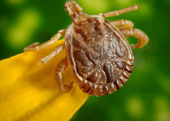 Saiba como evitar contato com o carrapato que causa a febre maculosa