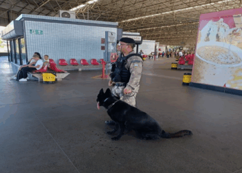 Batalhão de Ações com Cães realiza operação de fiscalização com foco nos terminais de ônibus de viagens interestaduais na RMGV