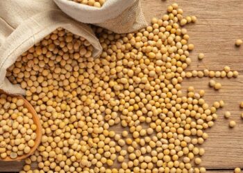 Preço da soja registra alta nesta segunda-feira (19)