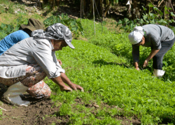 Comparativo sobre mercado de trabalho do agronegócio apresentou queda de 2,43% no setor primário entre 2021 e 2022