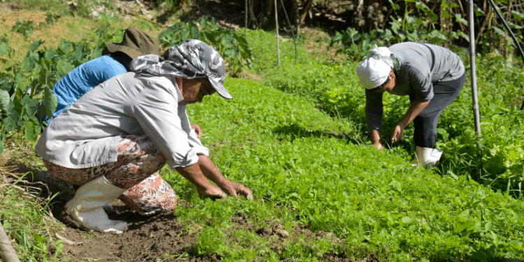 Comparativo sobre mercado de trabalho do agronegócio apresentou queda de 2,43% no setor primário entre 2021 e 2022