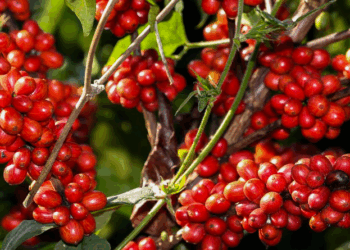Espírito Santo: Colheita do café robusta atinge 95%; nova florada está prevista para setembro, diz Cepea