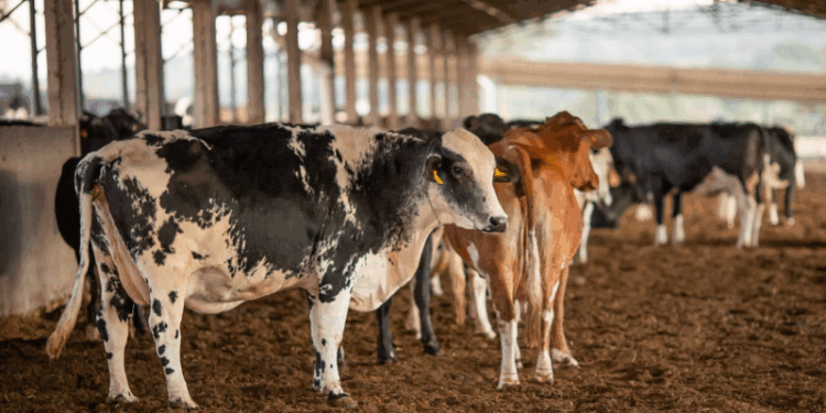 Vendas de carne bovina à China são suspensas após caso de vaca louca