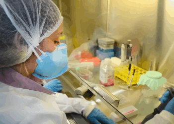 USP: pesquisa de vacina contra zika avança em testes com camundongos