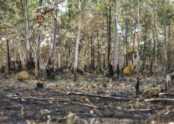 Queimadas continuam altas em 2025; Cerrado concentra maior parte dos incêndios