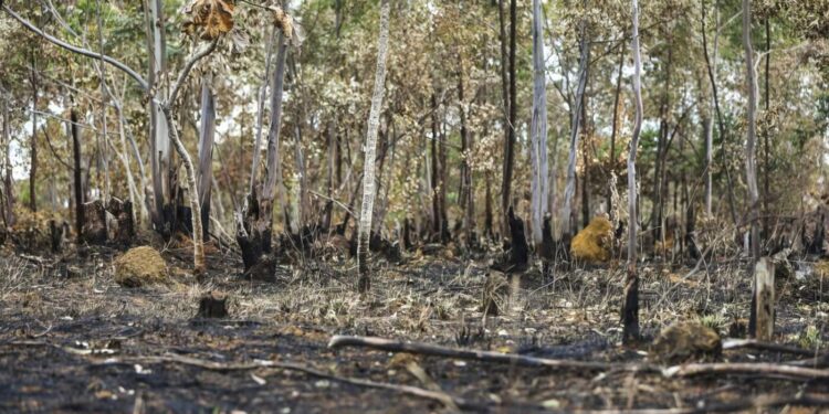 Queimadas continuam altas em 2025; Cerrado concentra maior parte dos incêndios