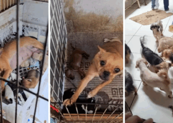 Cães resgatados de canil clandestino eram mantidos em porões e gaiolas