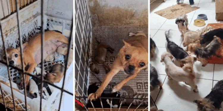 Cães resgatados de canil clandestino eram mantidos em porões e gaiolas