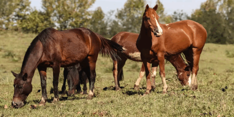 Ração contaminada mata 245 equinos em quatro estados