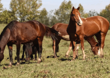 Ração contaminada mata 245 equinos em quatro estados