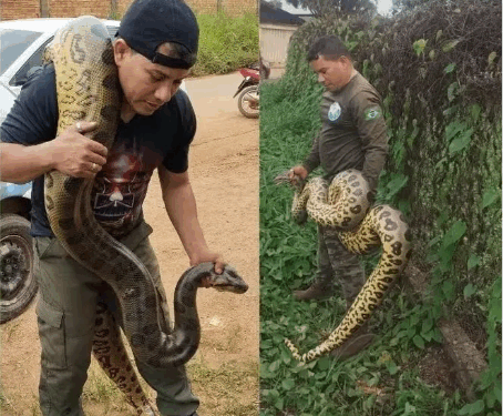 Resgate de sucuri gigante na zona leste de Porto Velho